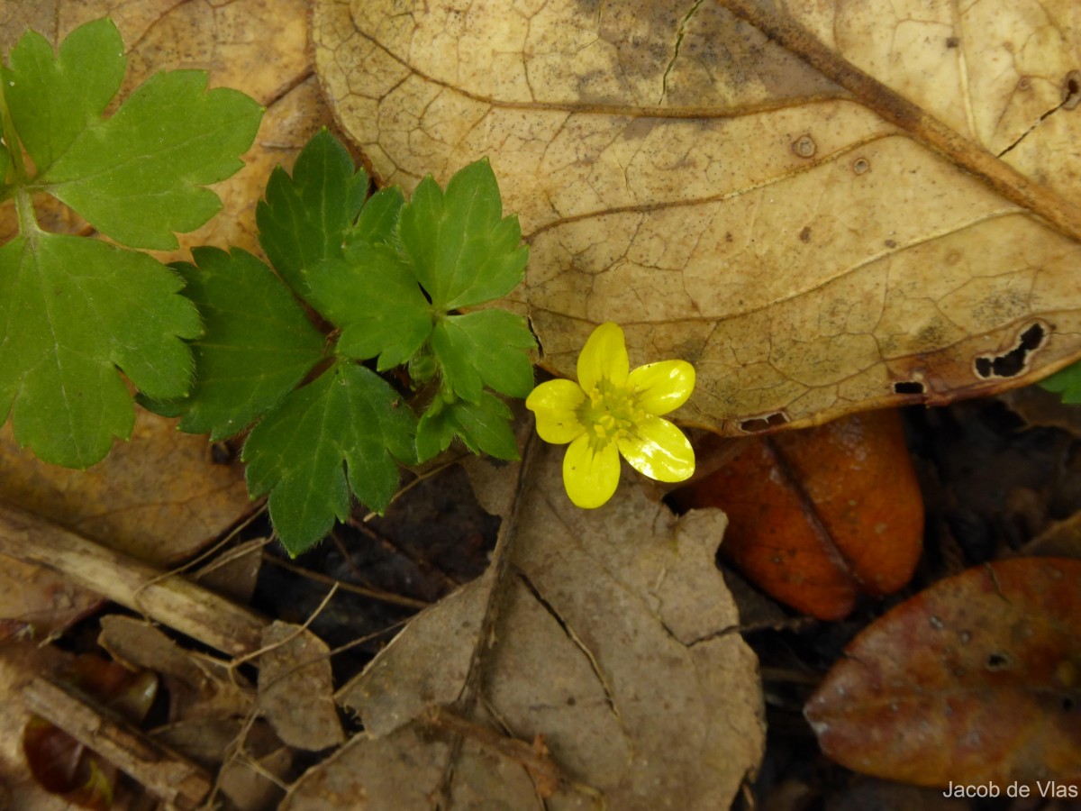 Ranunculus wallichianus Wight & Arn.